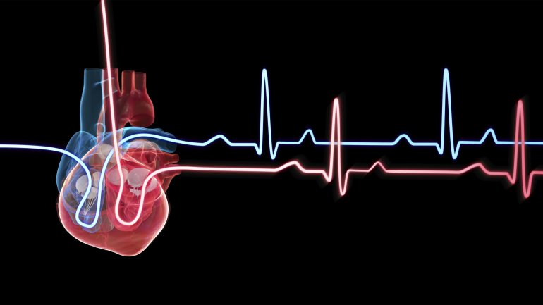 Das Herz pumpt Blut durch den Körper.
