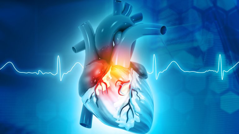Das Herz wird versorgt durch die Herzkranzgefäße.