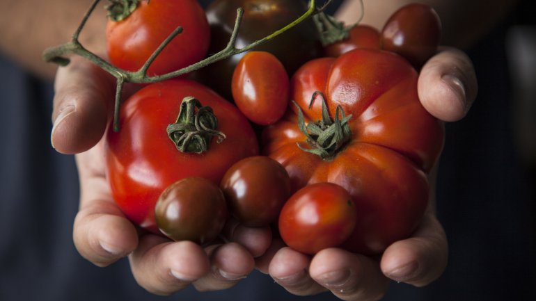 Tomaten: Als Soße oder als Salat