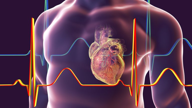 Graphische Darstellung des Herz-Kreislauf-Systems